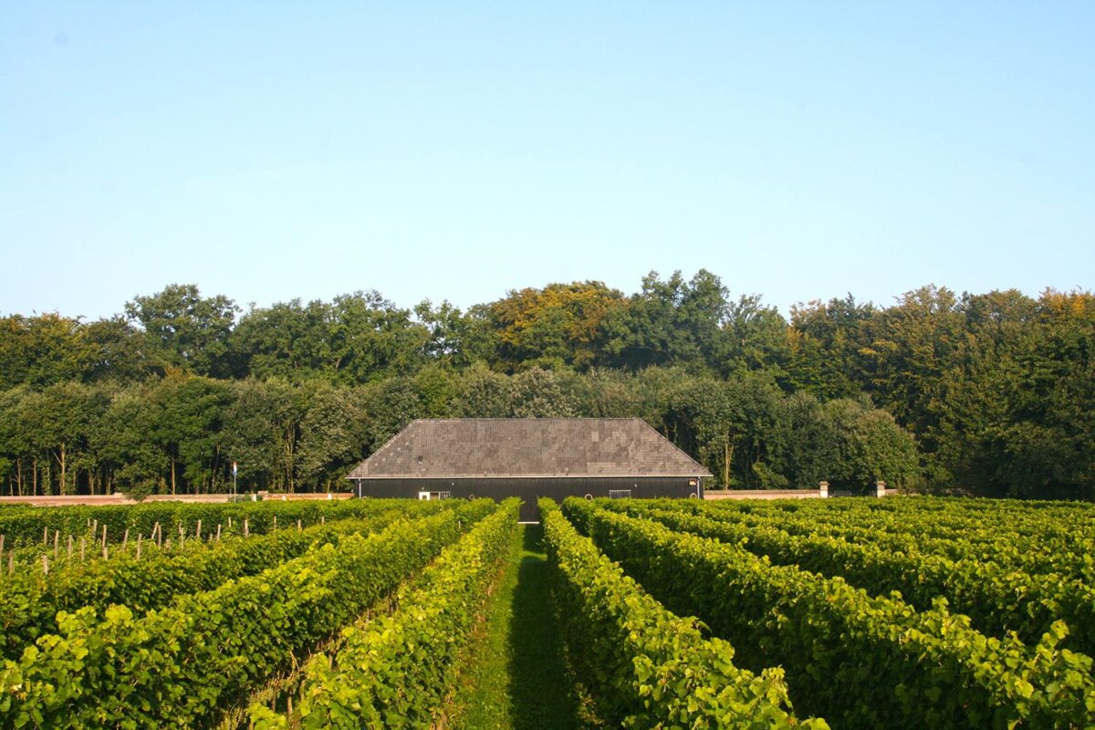 Domein Hof Te Dieren vineyards