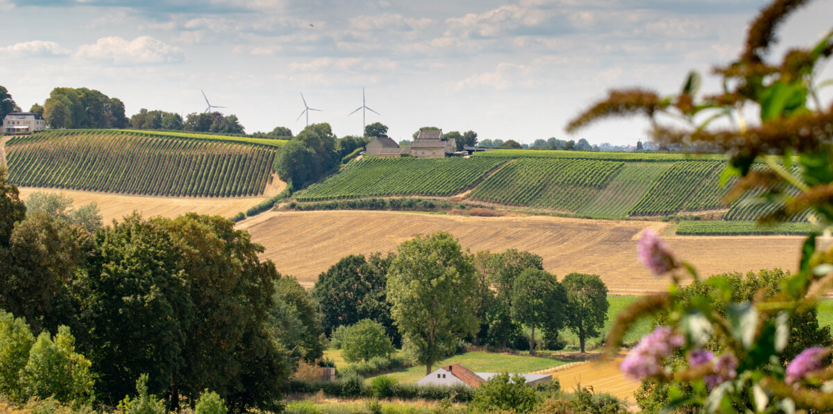 Panoramic View of Maastricht Vineyard