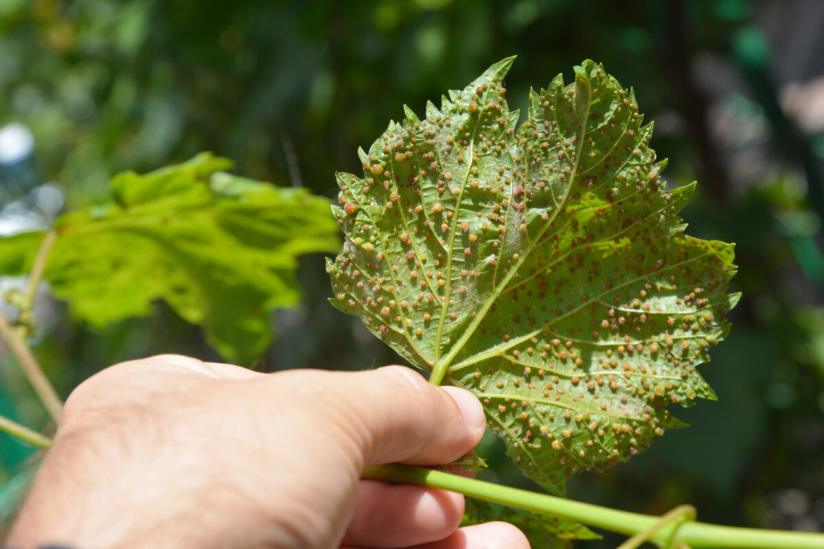 Grape leaf covered with Phylloxera 