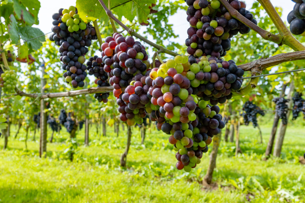 Black and red wine grape