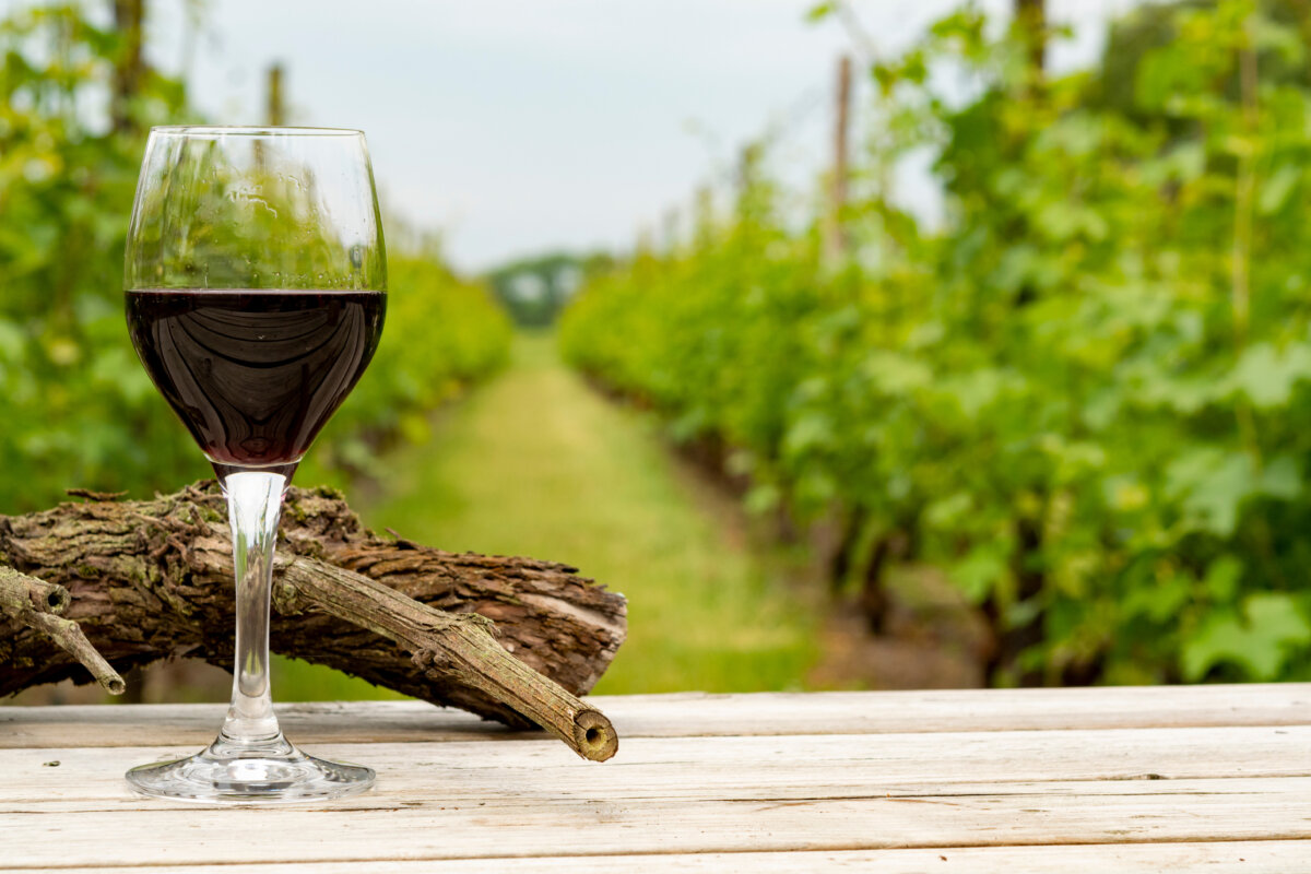 Red Dutch Wine and Dutch Vineyard