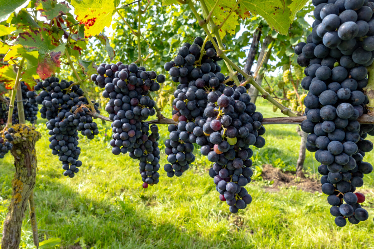  Netherlands vineyard  and Dutch ripe black grapes