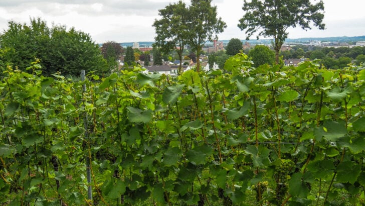 9 Best Wineries in the Netherlands Shaping the Future of Dutch Wine