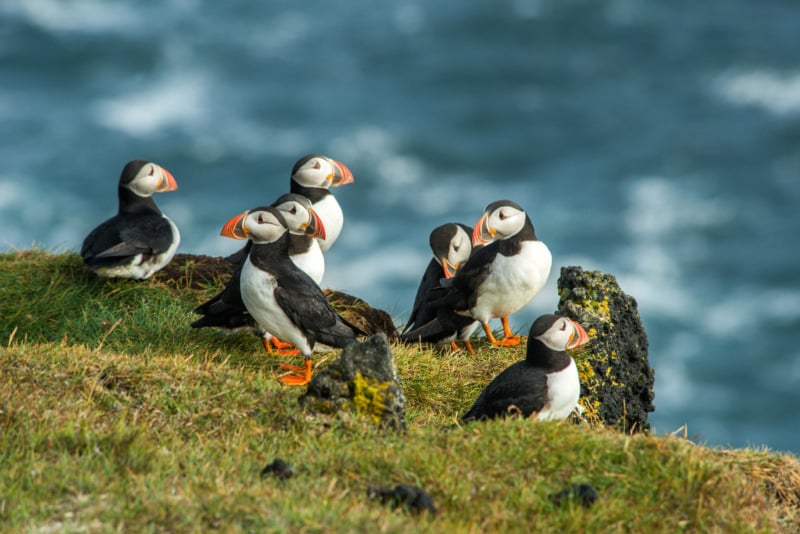 Flock of Puffin in Heimaey coast, South Iceland