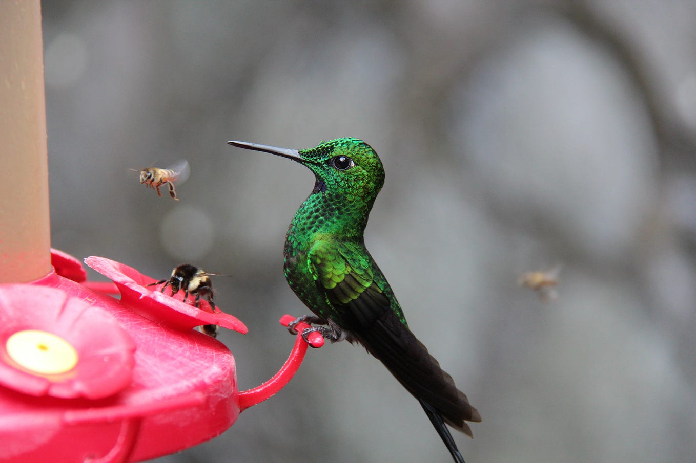 hummingbird and bees drinking from the same feeder, sharing the nectar