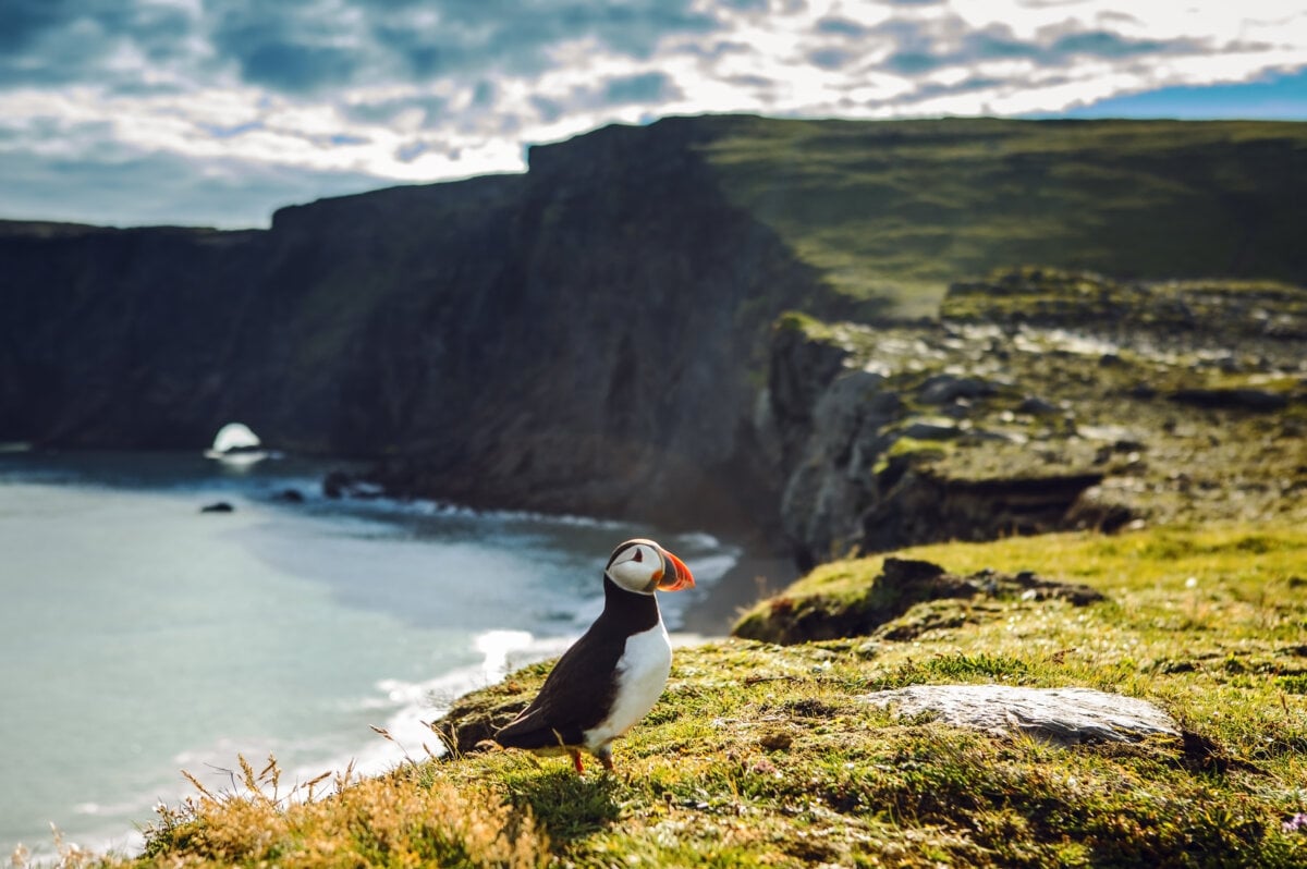 Puffin on rocky coast of Iceland.