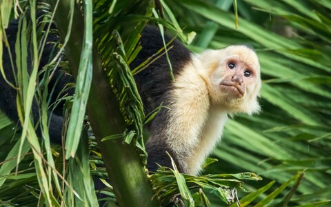 Manuel Antonio National Park in Quepos is home to capuchin and howler monkeys