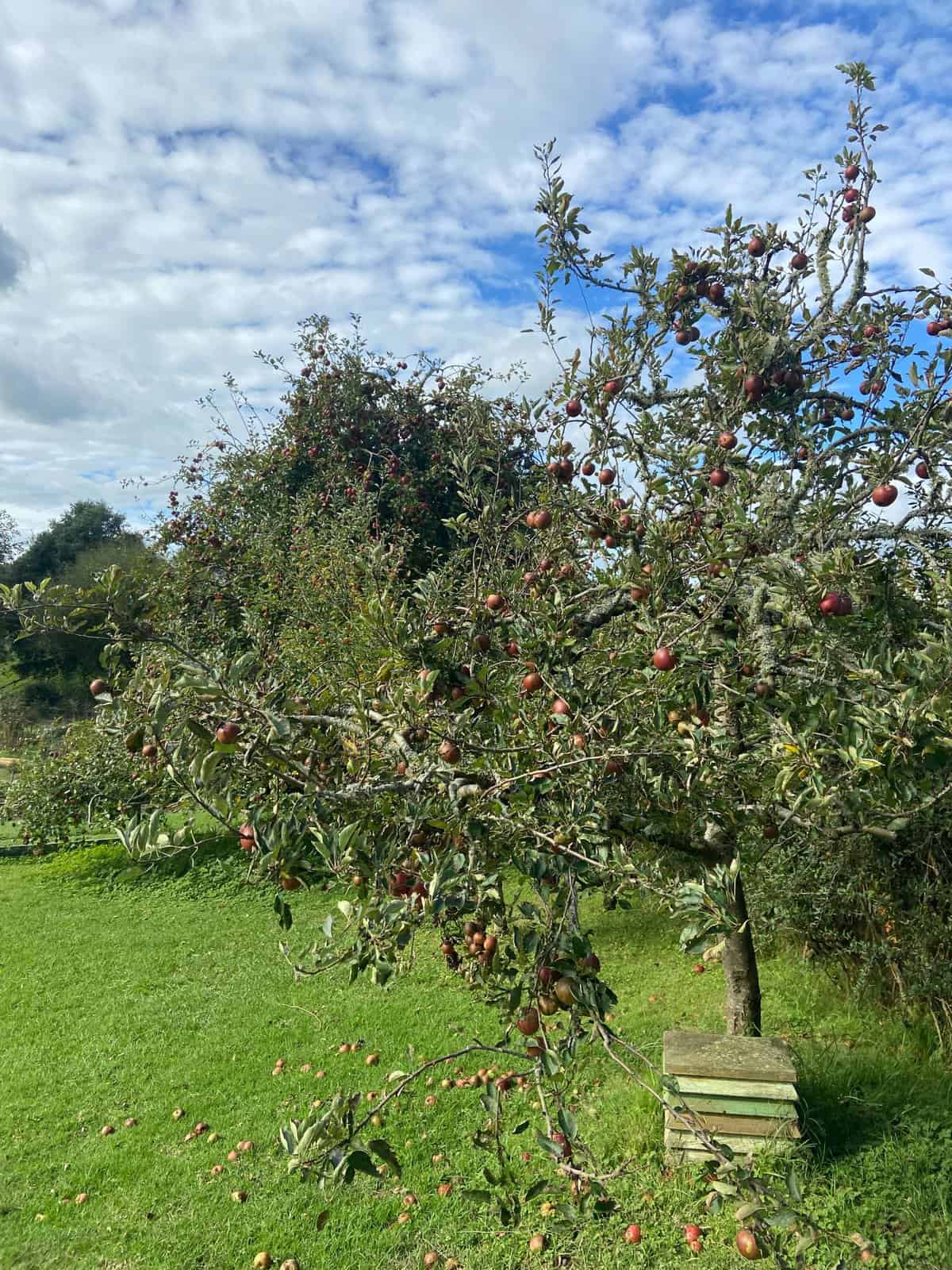 An apple tree made to look like a plum tree on the tour of Hobbiton in New Zealand