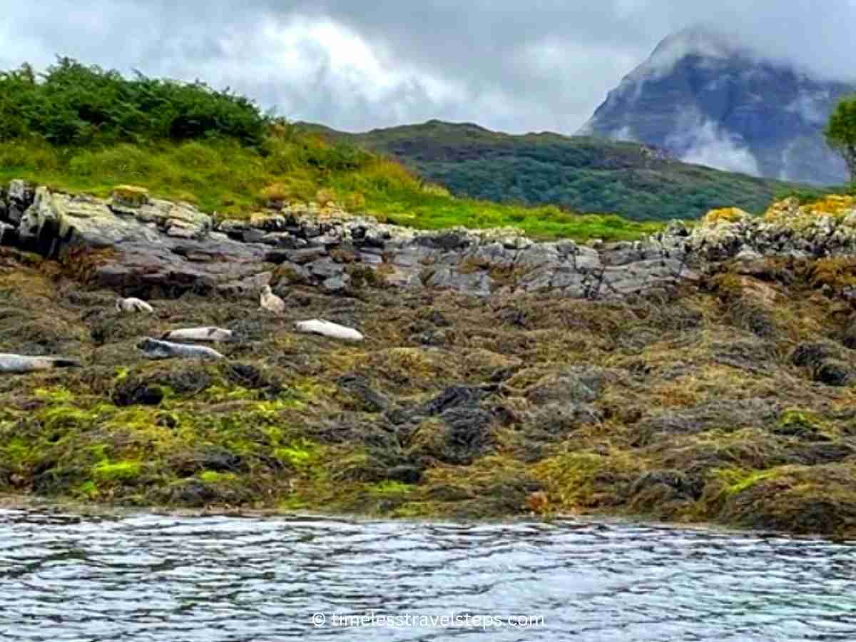 seals resting by Loch Glencoal viewed on Kylesku boat trips