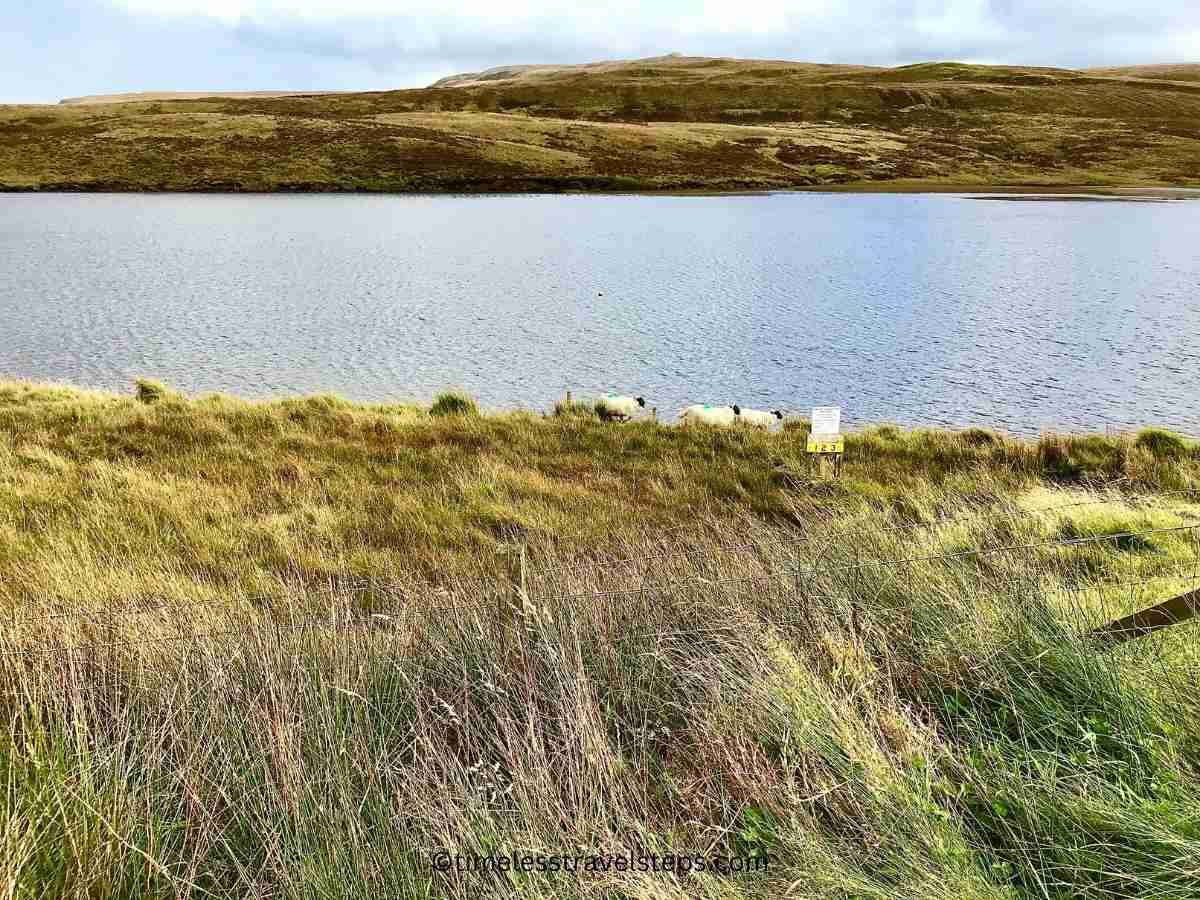 sheep grazing by Loch Fada, Skye along the A855