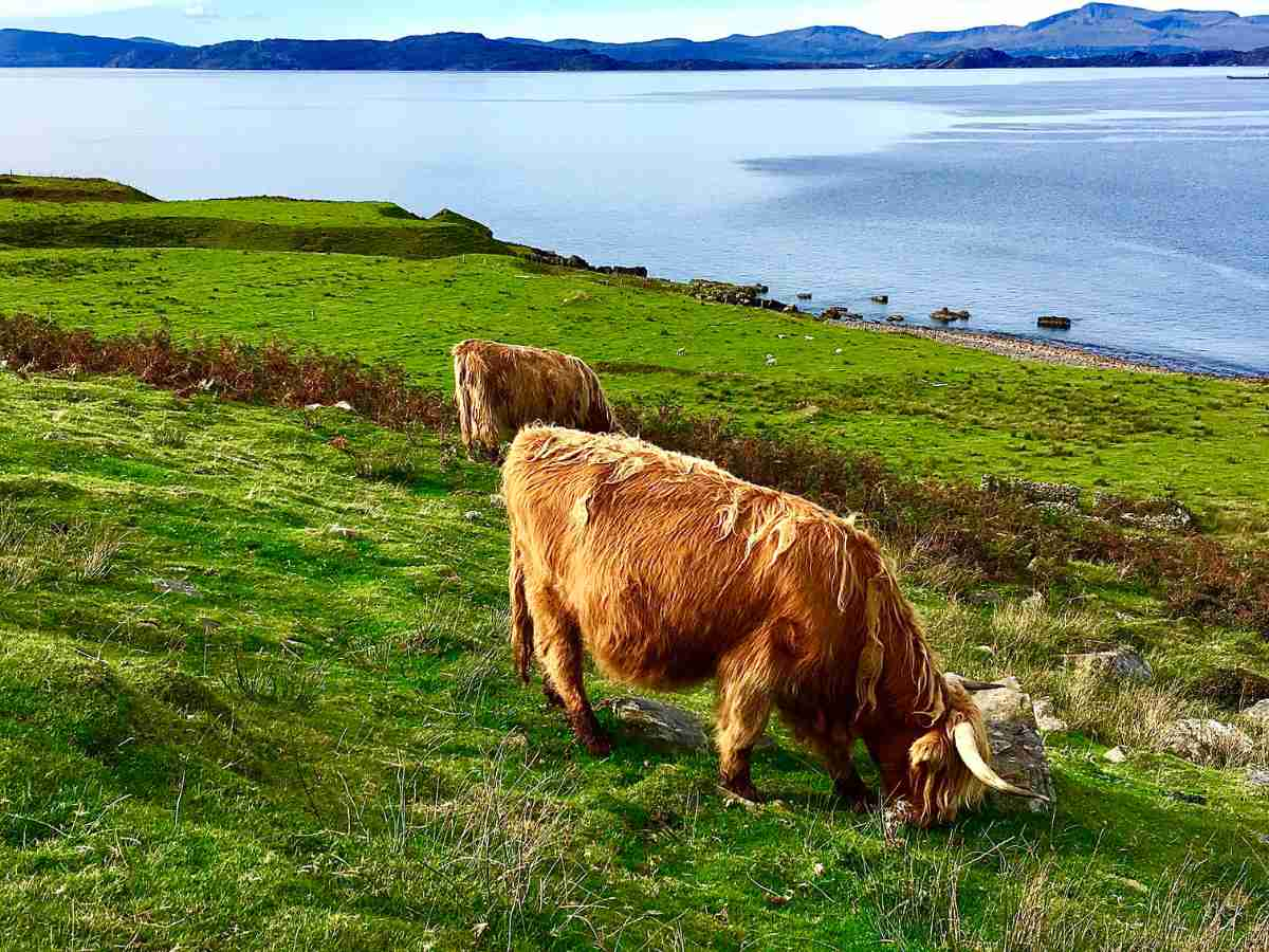 the Highland coos are grazing by Applecross Bay