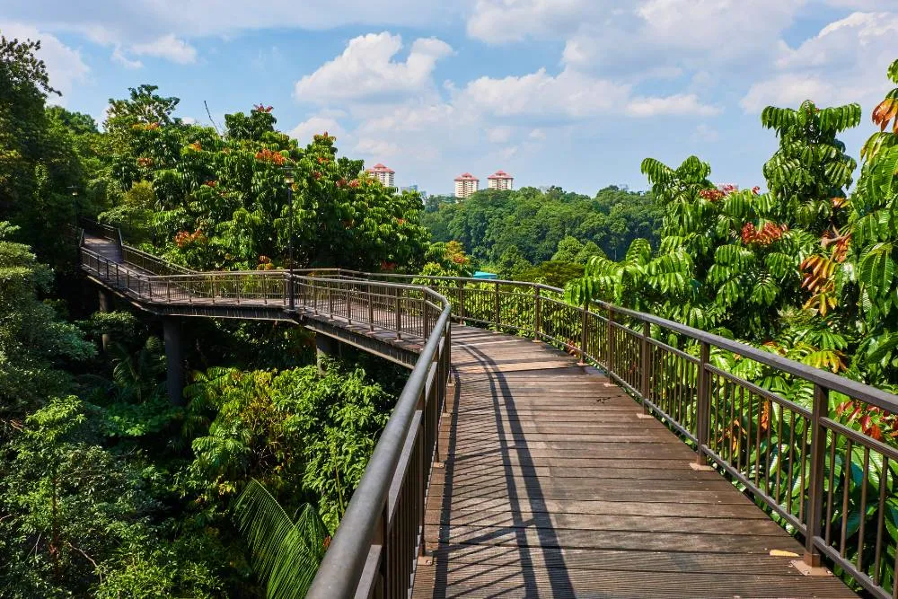 Southern Ridges treetop boardwalk in Singapore — Getty Images