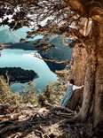 Hug Some of the Oldest Trees on Earth in Patagonia