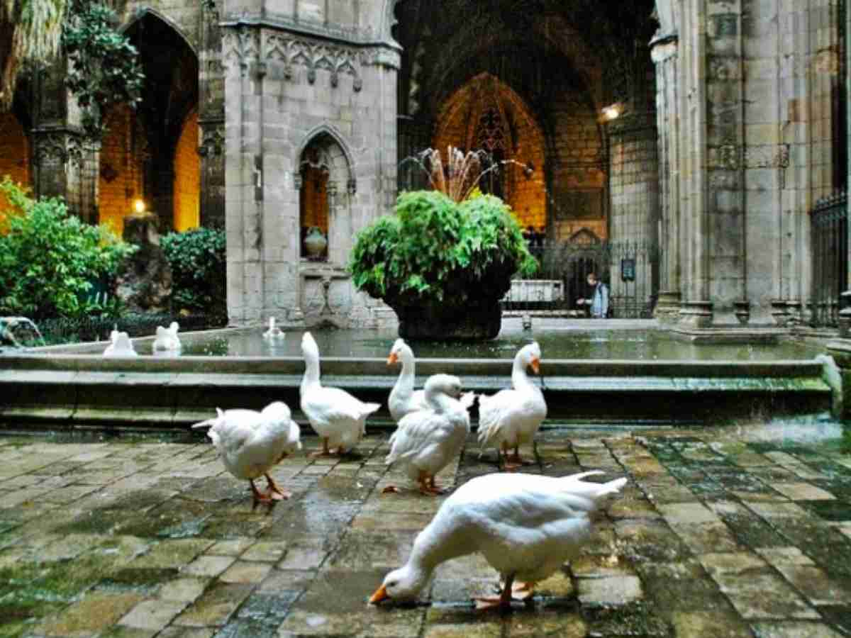 geese at the Cathedral of Barcelona timelesstravelsteps.com