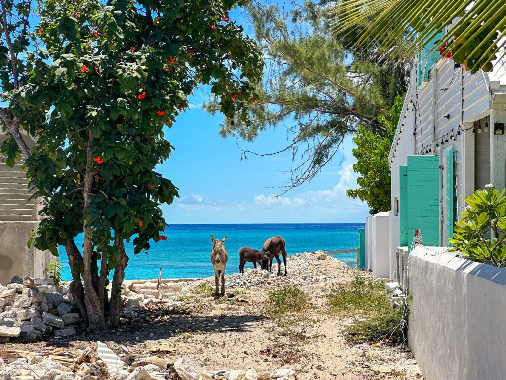 Grand Turk things to do things to do in Turks and Caicos 