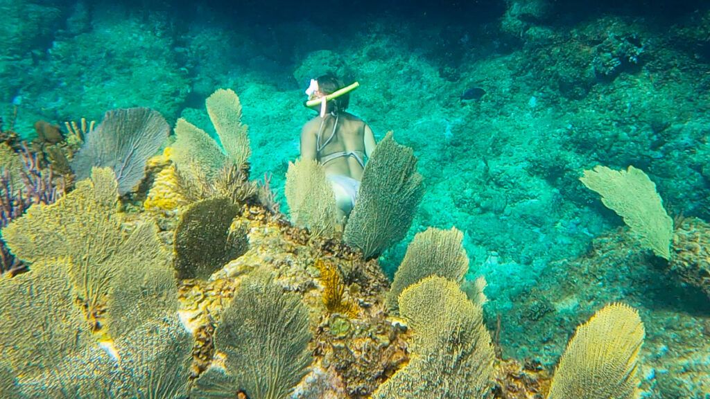 Turks and Caicos snorkeling arches Barrier Reef things to do in Turks and Caicos 