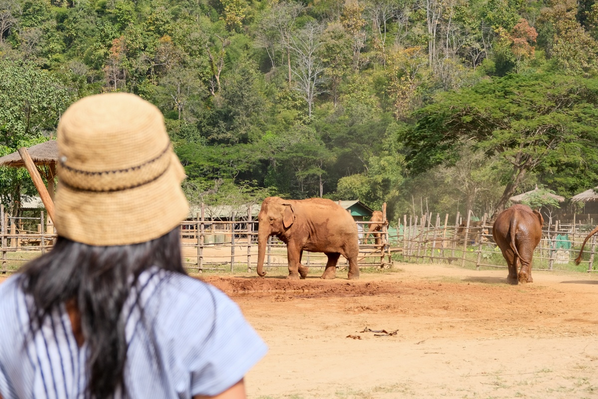 elephant nature park chiang mai