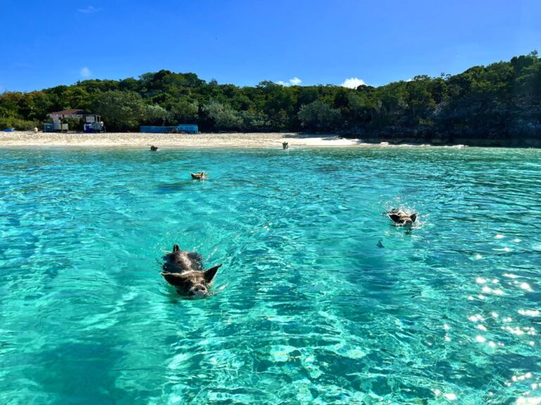 How To Swim With Pigs in The Bahamas (Pig Beach)