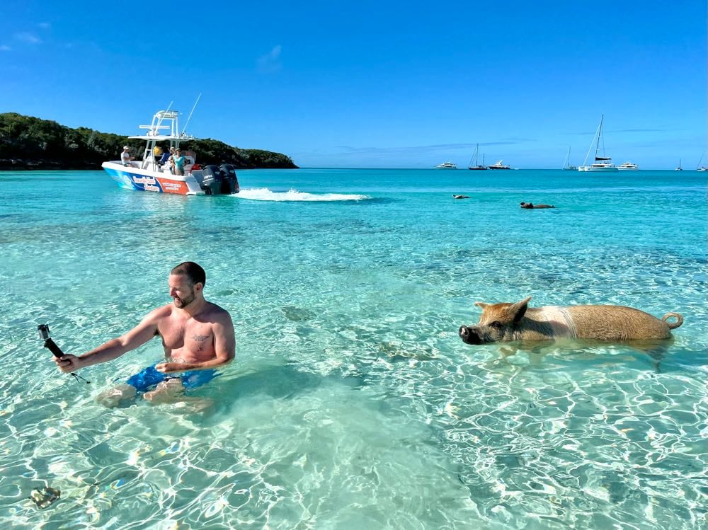 big major cay swimming pigs.heic