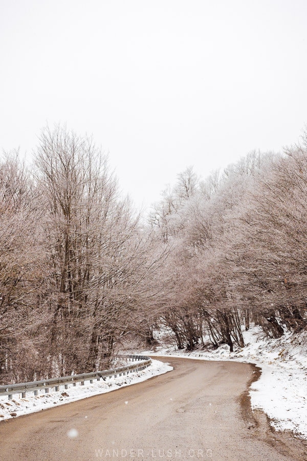 A beautiful road in Tbilisi National Park, with pink trees and fresh snow.