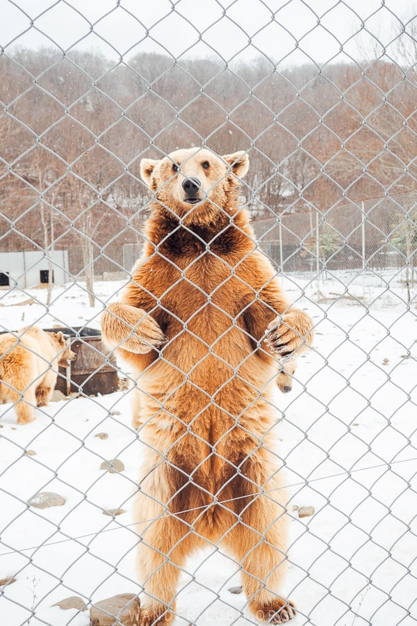 A brown bear stands upright to greet visitors at the Zoological Center near Tbilisi in Georgia.