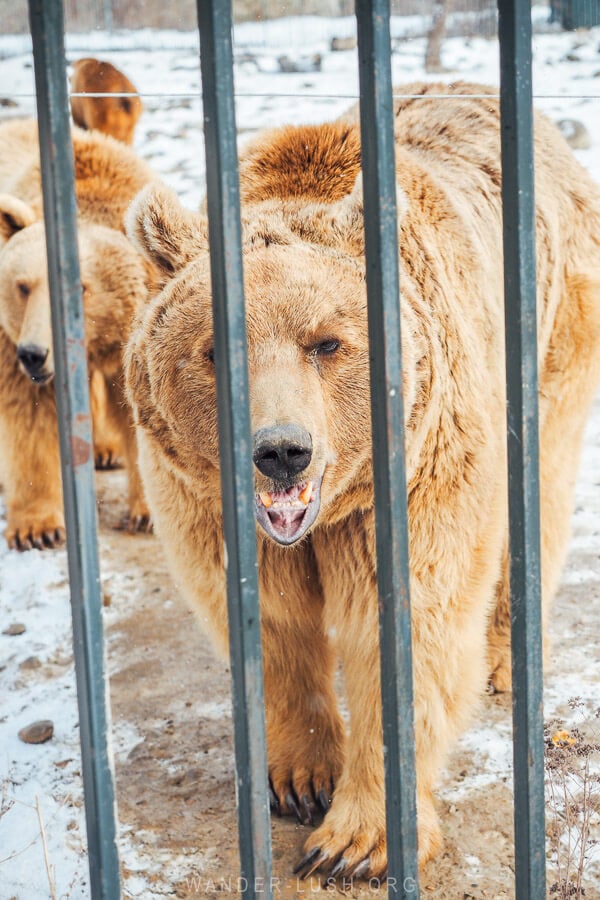 Rescued brown bears at the bear sanctuary in Tbilisi National Park.