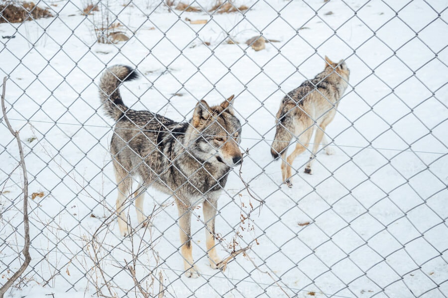 Grey wolves at an ethical animal shelter near Tbilisi in Georgia.