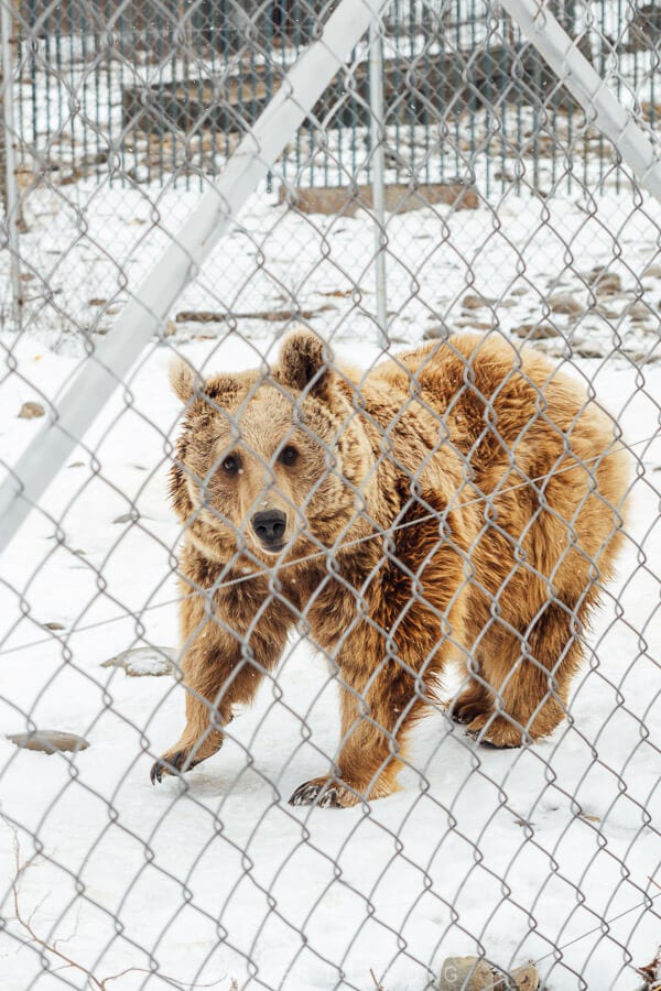 A beautiful brown bear looks to the camera at an animal rescue centre near Tbilisi in Georgia.