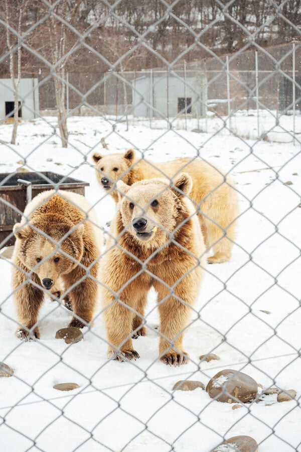 Three brown bears at the Zoological Center near Tbilisi, a sanctuary for rescued animals in Sabaduri Forest.