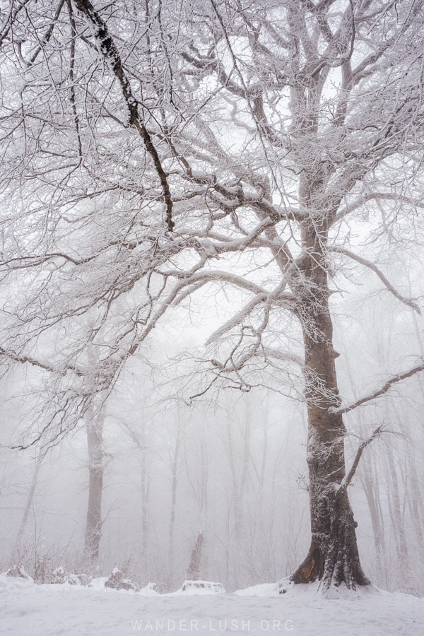 A spindly tree without any leaves covered in snow and icicles in Sabaduri Forest near Tbilisi.