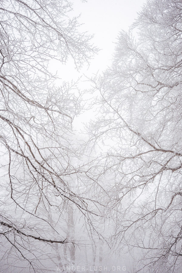 Leafless tree branches silhouetted against a grey sky inside Sabaduri Forest in Tbilisi National Park.