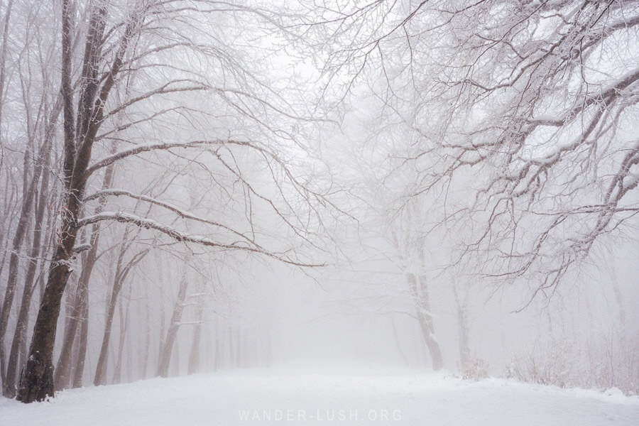 A clearing in the middle of Sabaduri Forest in Georgia, with winter trees and fresh snow on the ground.