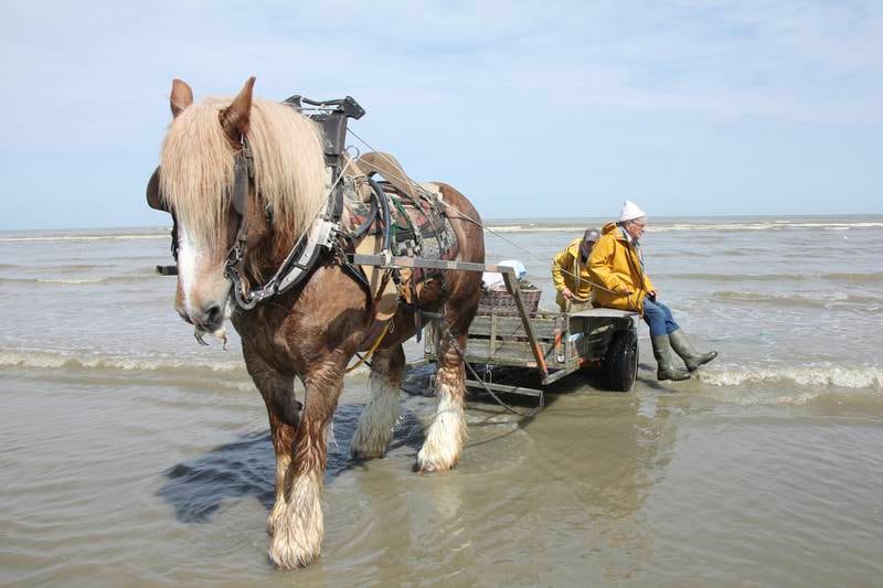 One of Belgium's last North Sea fishermen shrimping on the beach. Photo: John Brunton