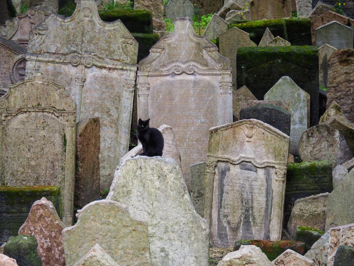 Black Cat in Old Jewish Cemetery.