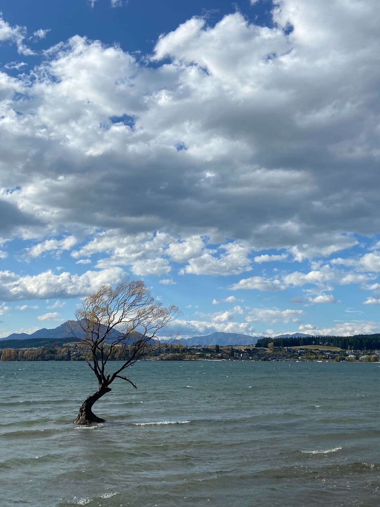 See the most famous tree in Wanaka #ThatWanakaTree