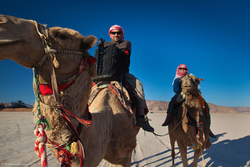 healthy abroad camels