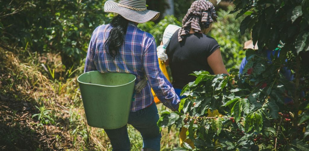 coffee farming