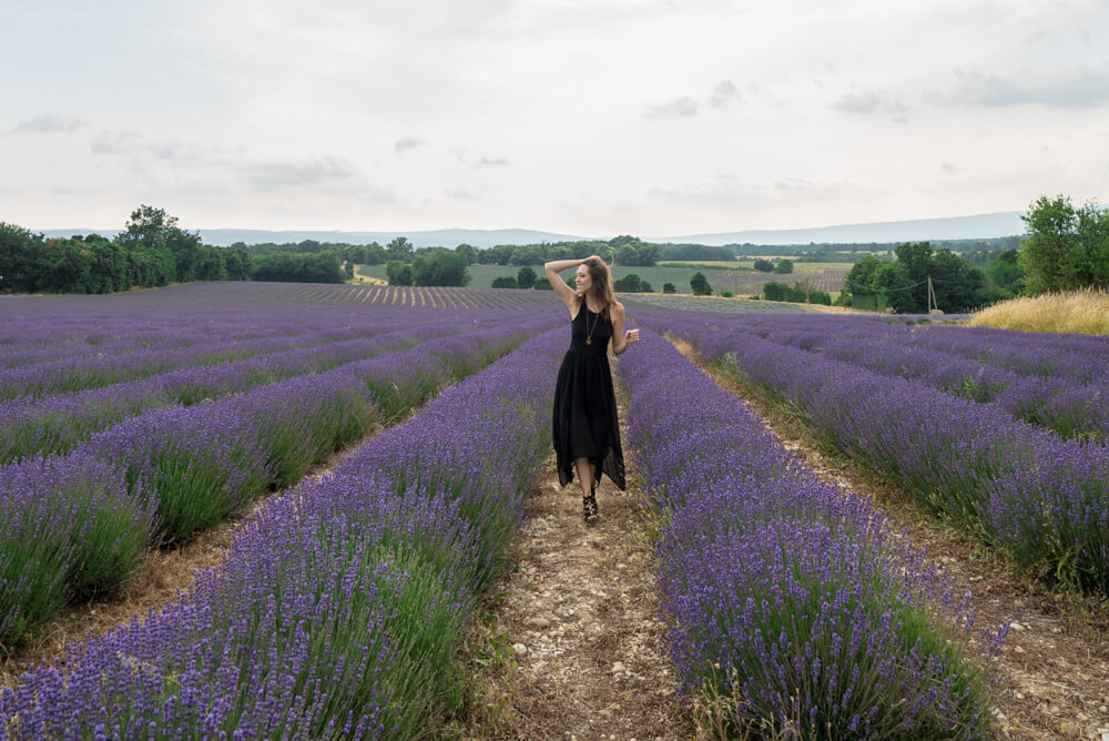 lavender provence