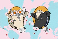 An illustrated guide to the most beautiful cattle in the world