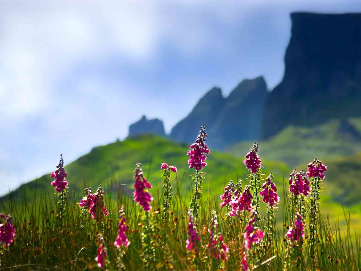 the jagged ridges of the isle of skye and foxglove flowers ©timelesstravelsteps.com