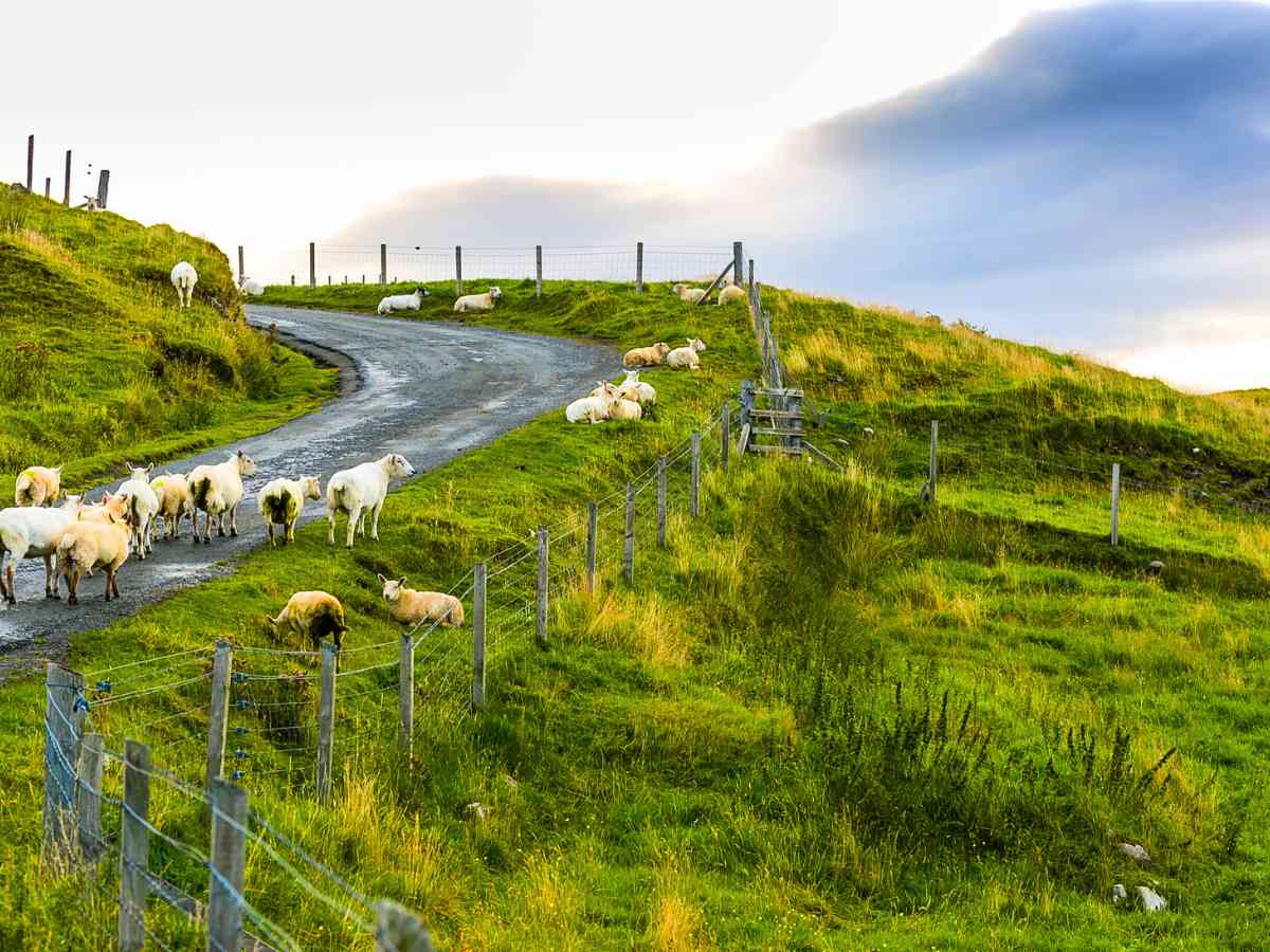 sheep happily grazing in spring isle of skye ©timelesstravelsteps.com