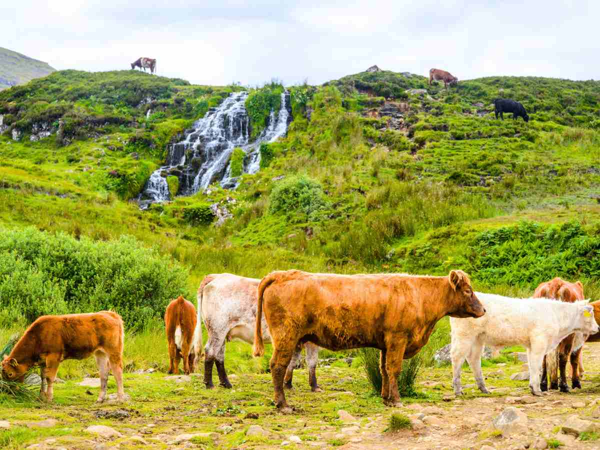 cows grazing in the summer isle of skye near a waterfall. best time to travel to the isle of skye and skye's weather guide 