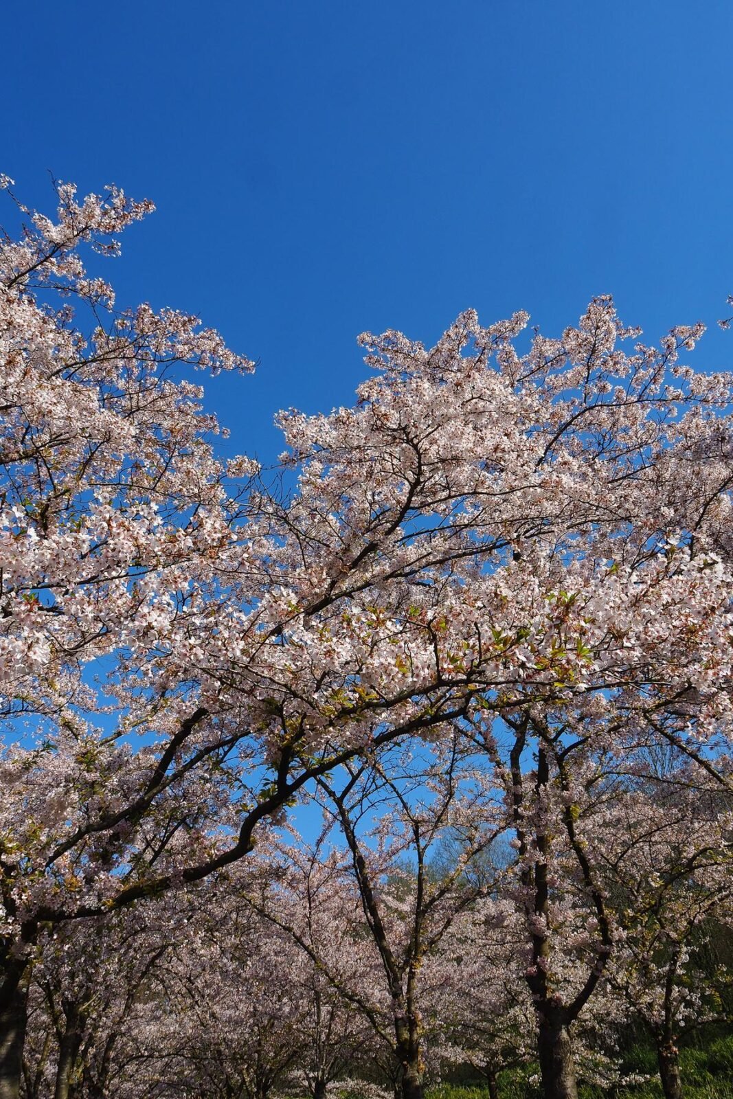 Cherry blossoms in full bloom at Bloesempark, Amstelveen