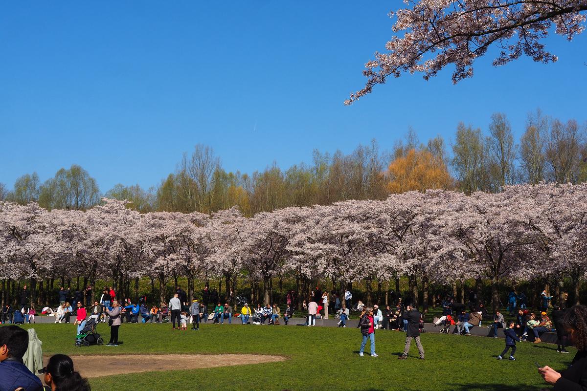 Bloesempark Amstelveen cherry blossoms in full bloom with visitors