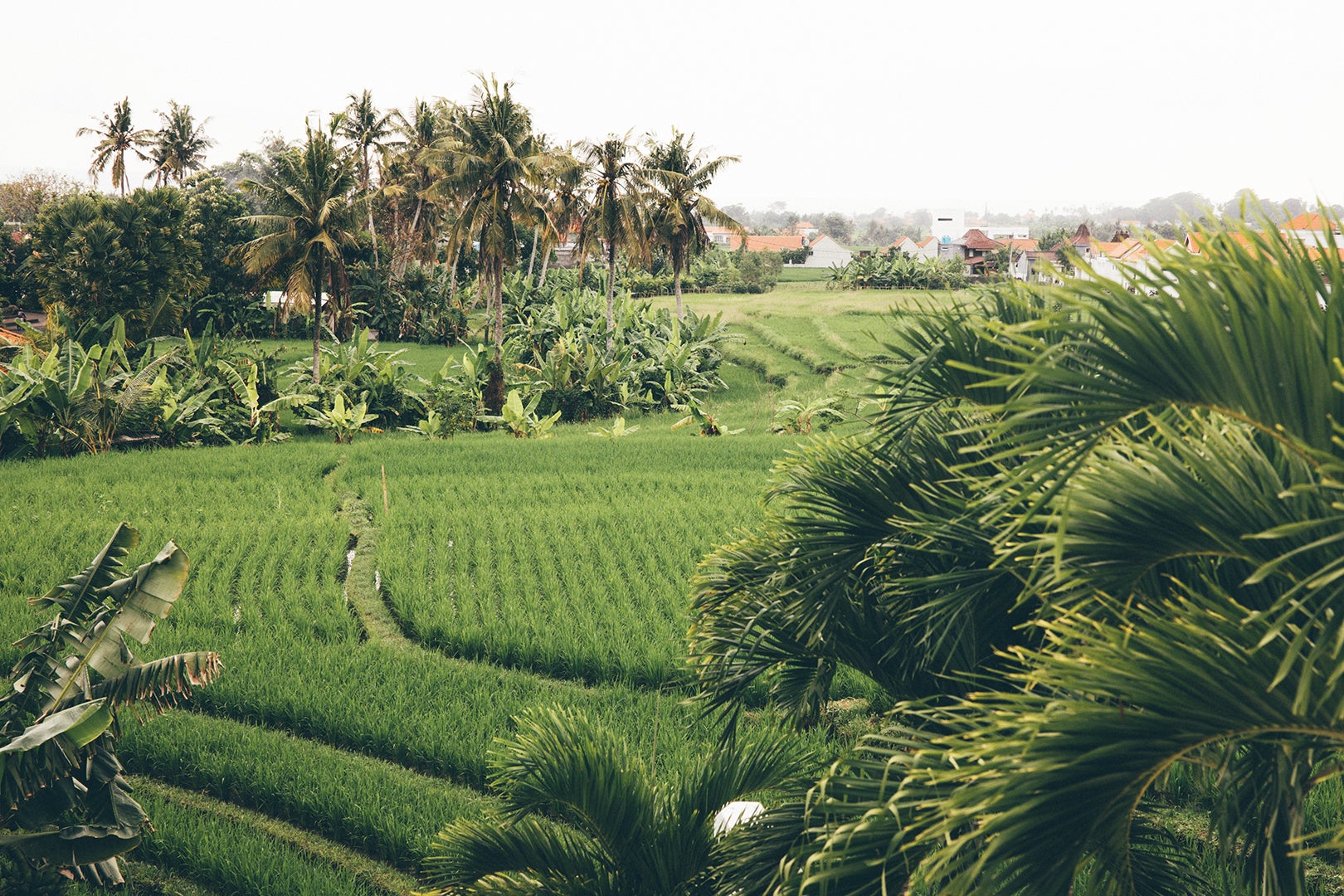 rice field