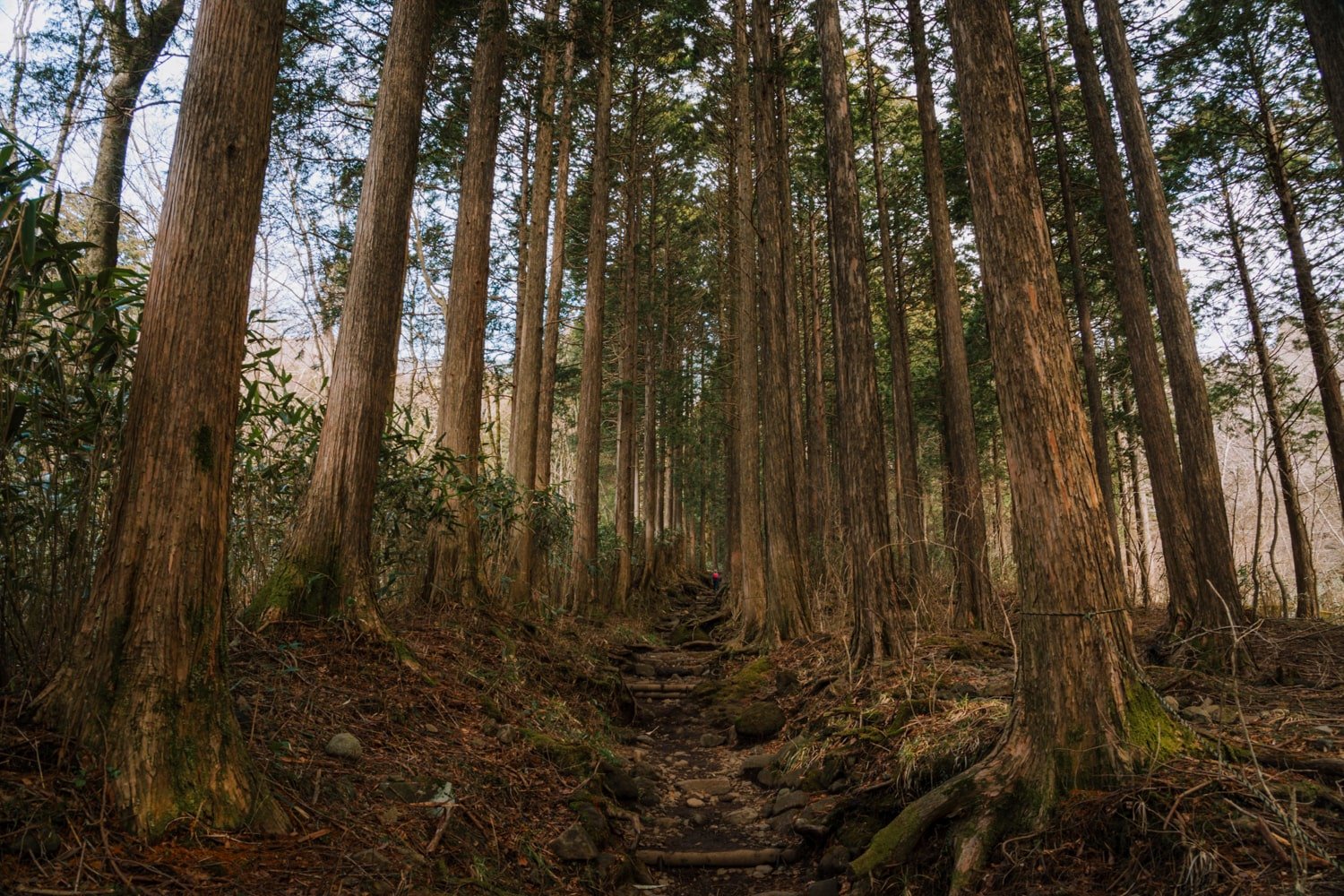 A green forest setting with a staircase and exposed tree roots.