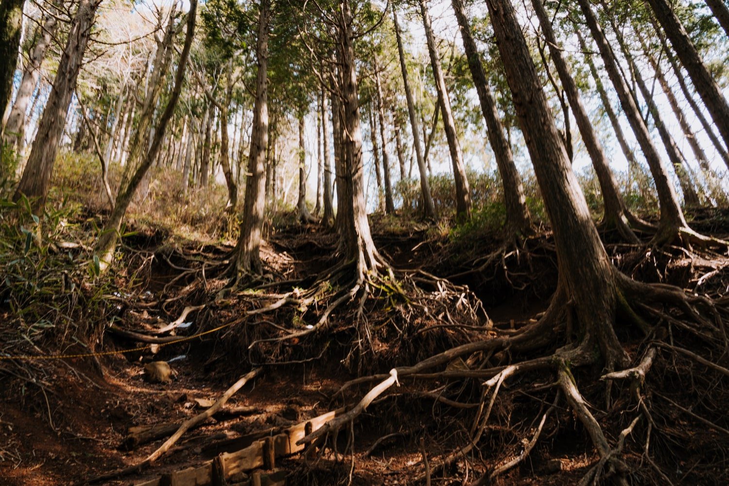 Sun shines through the forest on exposed tree roots along a hiking trail in Hakone, Japan.