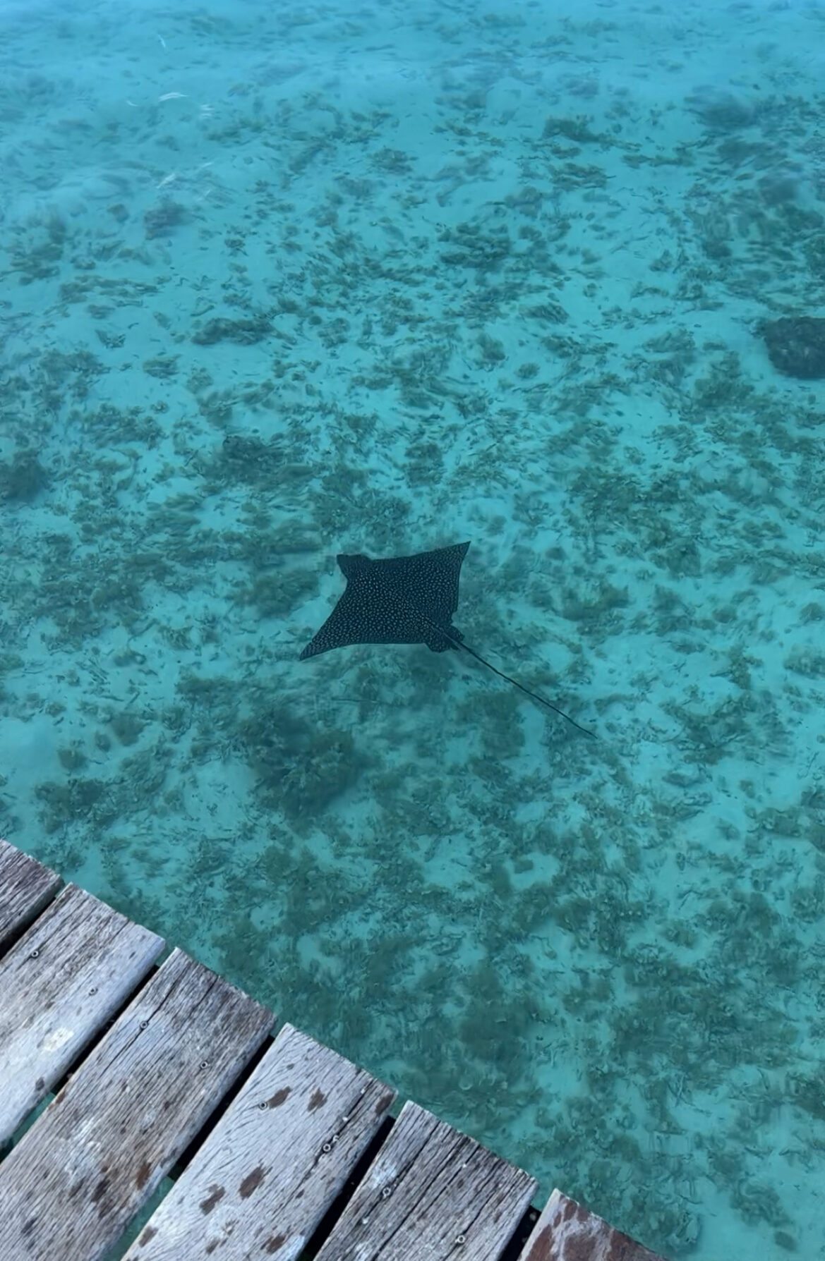 stingray in the water