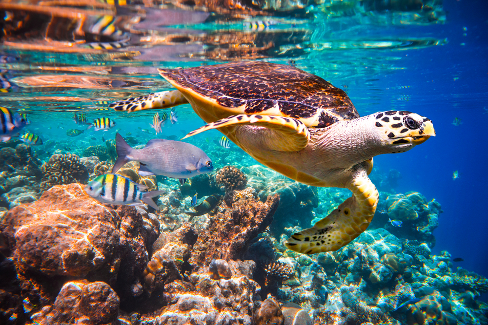 Hawksbill Turtle - Eretmochelys imbricata floats under water.