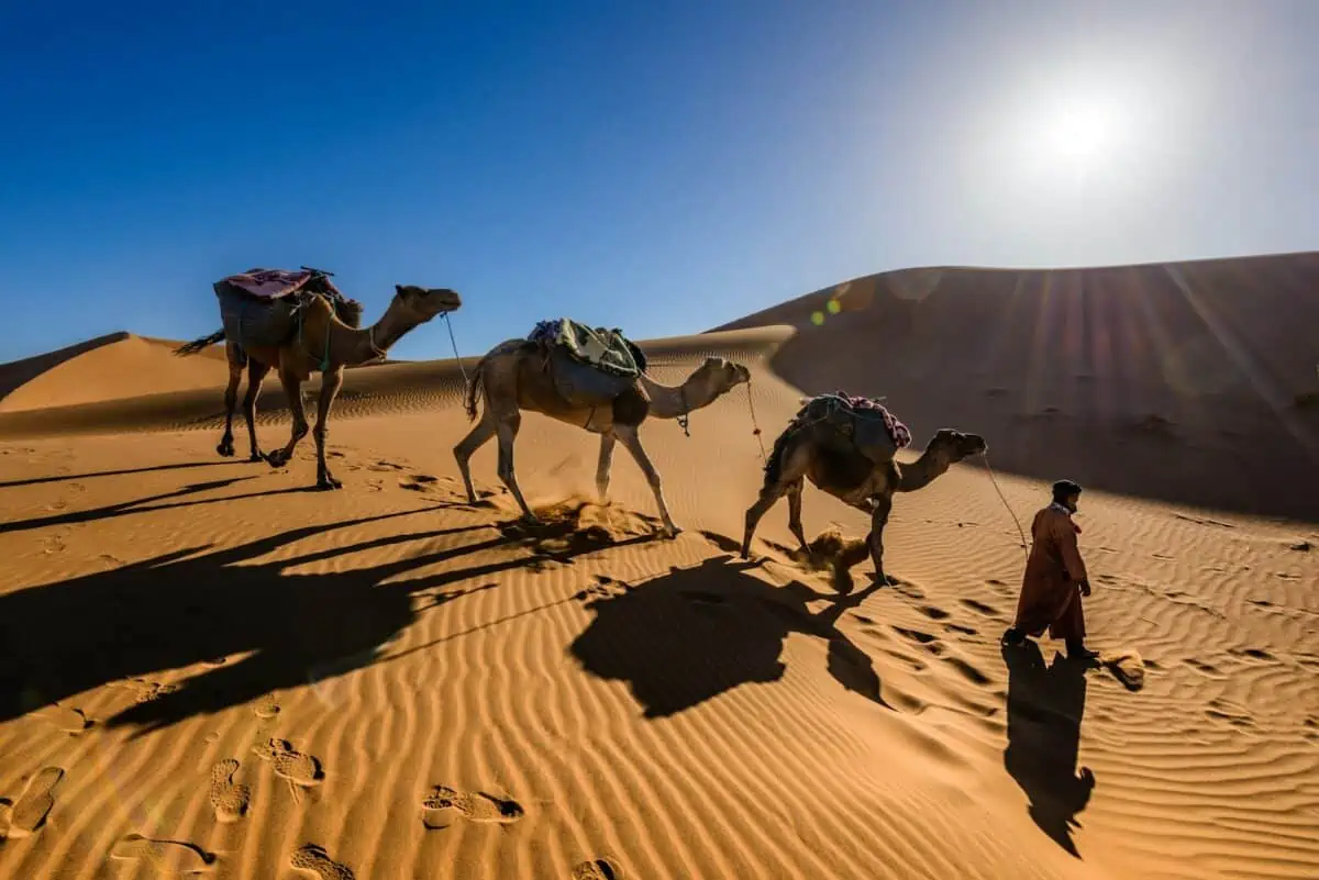 A man walking a line of three camels across the Sahara Desert in Morocco